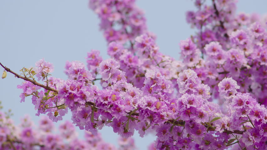 Nature video Beautiful pink sakura flower Thailand high quality video 4k ProRes422 | Shutterstock HD Video #1101855349