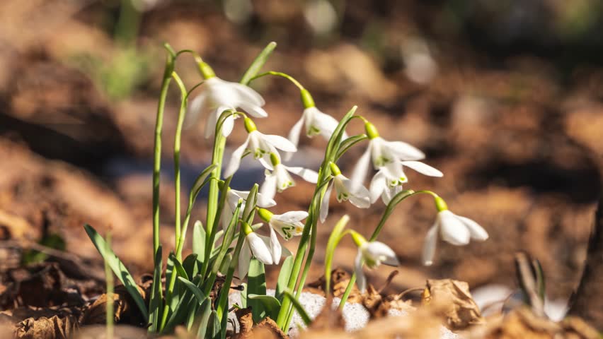 White snowdrop flower bloom and twinkle in a wind and snow melts in forest nature in early spring time lapse | Shutterstock HD Video #1101857169