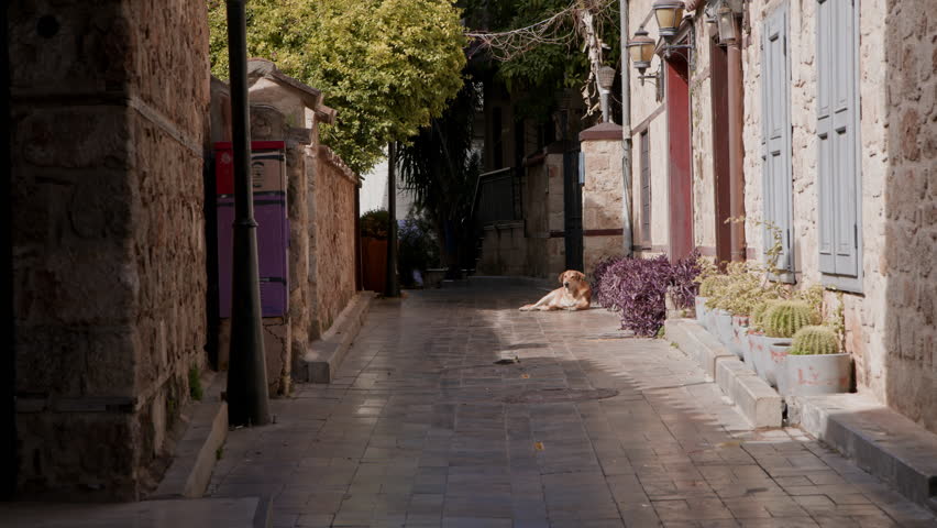 Small street among old houses in center of old town, dog lay on street. tourist places in city. Traveling to different cities and countries.