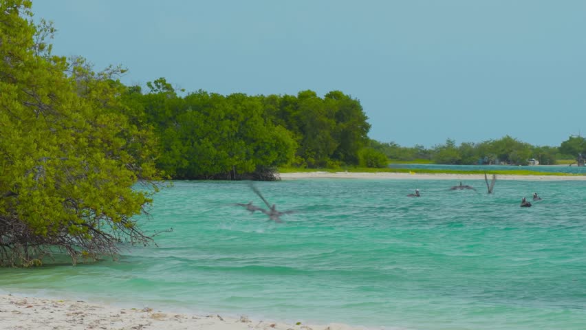 SHORE BEACH PELICANS FLYING FISHING