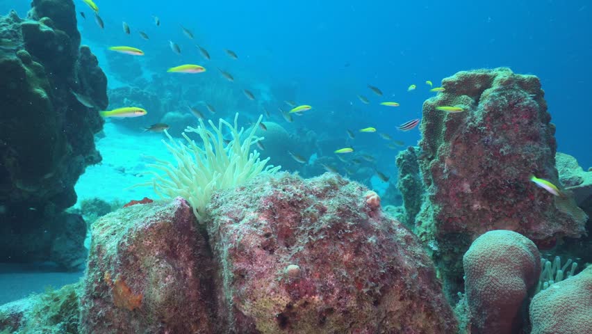 Underwater capture of Condylactis gigantea, an tropical species of ball anemone that is found in shallow reefs and other shallow inshore areas in the Caribbean Sea. 