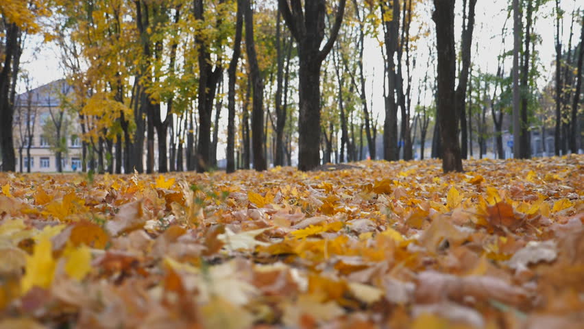 Black SUV driving fast along an empty road over yellow leaves at park. Colorful autumn foliage flies out from under wheel of auto. Powerful car crossing through alley at sunny day. Low angle view