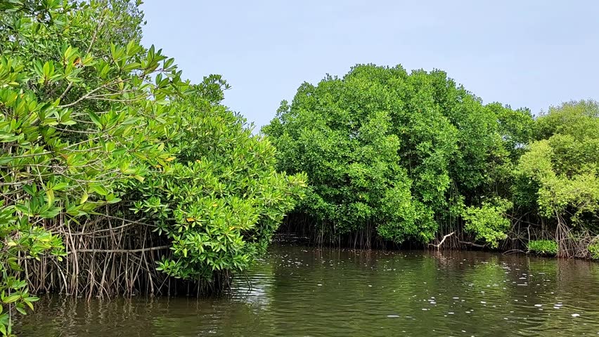 Mangrove trees in South India