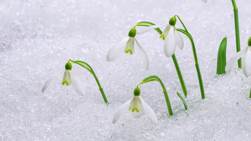 Closeup Snowdrop flowers blooming and snow melting fast in forest park spring time lapse | Shutterstock HD Video #1101860439