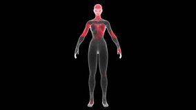 Spread of virus through volumetric body of woman rotation on black background. Visual demonstration of virus in body. Science Medical concept. Business backdrop. For title, presentation. 3D animation. - Powered by Shutterstock - Get 15% off with code: PIKWIZARD15