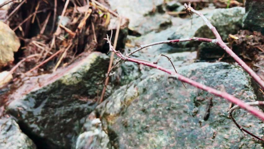 Аn overgrown stream in the grass and stone | Shutterstock HD Video #1101860849