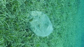 Vertical video, Slow motion, Old plastic bad lies on seagrass meadow on Round Leaf Sea Grass or Noodle seagrass (Syringodium isoetifolium), Close up