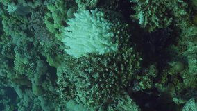 Vertical video, Bleached heart shaped coral, Slow motion. Bleaching and death of corals from excessive seawater heating due to climate change and global warming 
