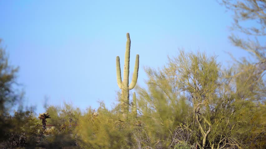 Tall saguaro cactus in the Arizona Sonoran Desert against a blue sky 