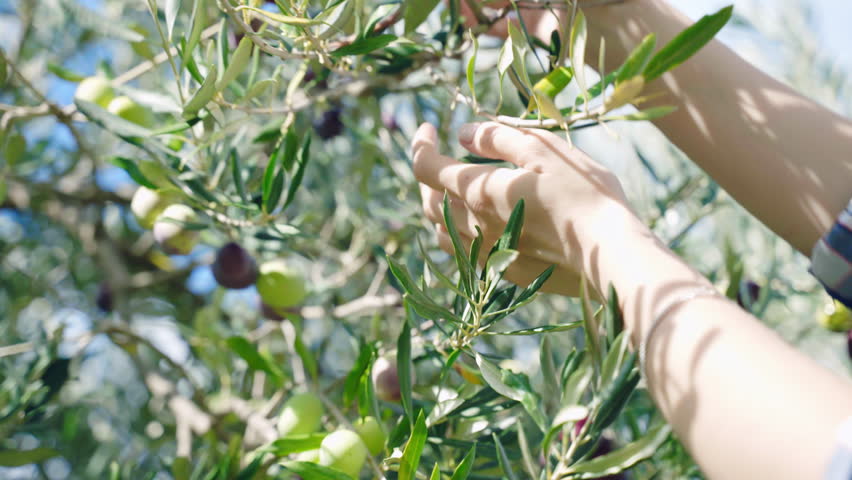 Farmer's hands picking big ripe green and black olives from the tree branches in sunlight, cultivation and growing high-quality olives in mediterranean groves and field plantations. Rich seasonal Royalty-Free Stock Footage #1101863735