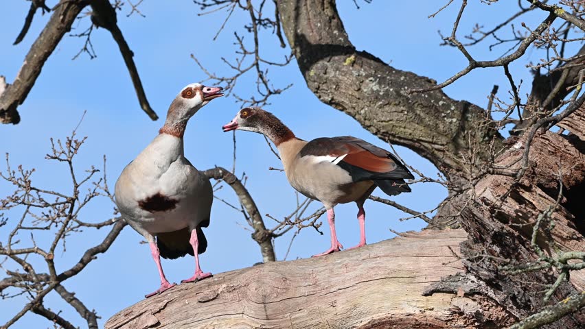 Pair of Egyptian geese perched beside their tree nest getting ready to breed | Shutterstock HD Video #1101864429