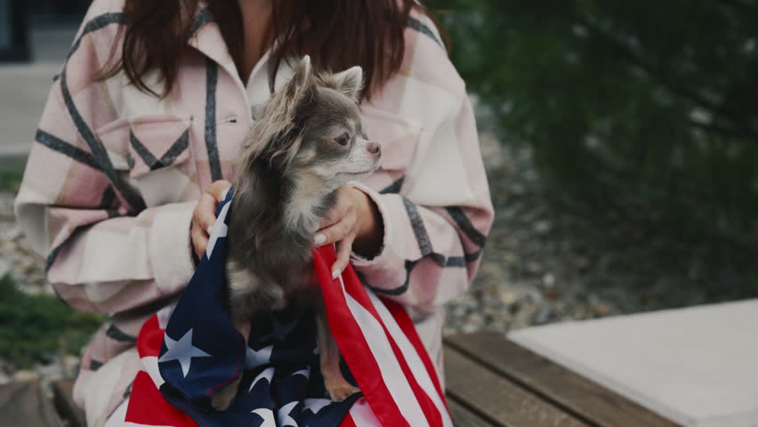 Chihuahua Is Wrapped in the USA Flag, Woman Owner Holding Him Standing Outside in the Park. Dog Pet Is Wrapped in the American Flag and Girl Showing Him to the Camera. Dog Patriotism Concept | Shutterstock HD Video #1101865309