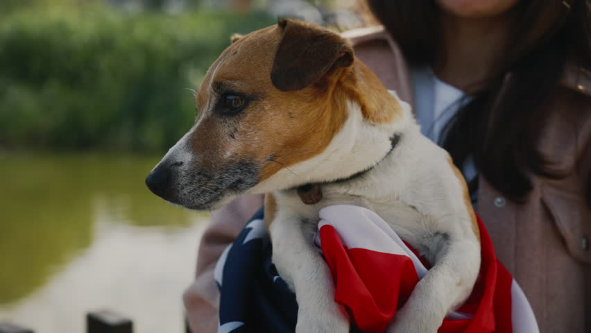 Jack Russell Is Wrapped in the USA Flag, Woman Holding Pet Standing Outside in the Park. Dog Is Wrapped in the American Flag and the Girl Showing Him to the Camera | Shutterstock HD Video #1101865313
