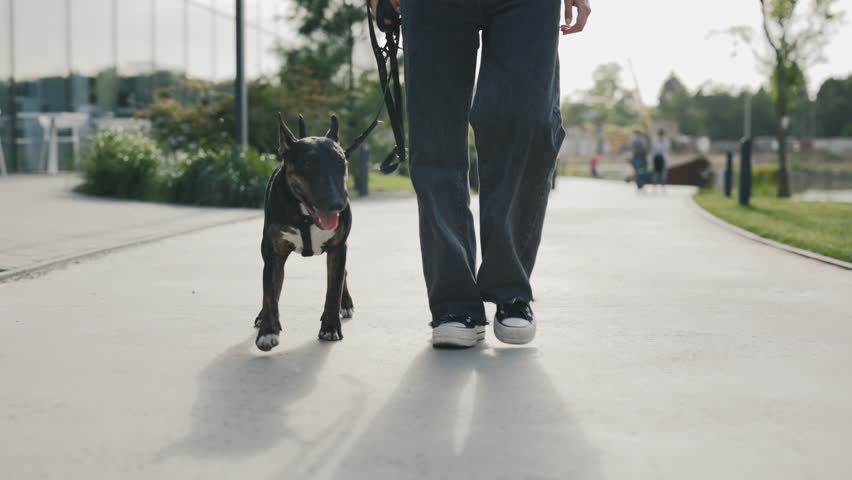 Close Up Shot of Young Woman Walking with Her Mini Bull Terrier at City Park. Female Owner Using Leash for Controlling Her Adult Dog Outdoors. People and Dogs Friendship Concept | Shutterstock HD Video #1101867477