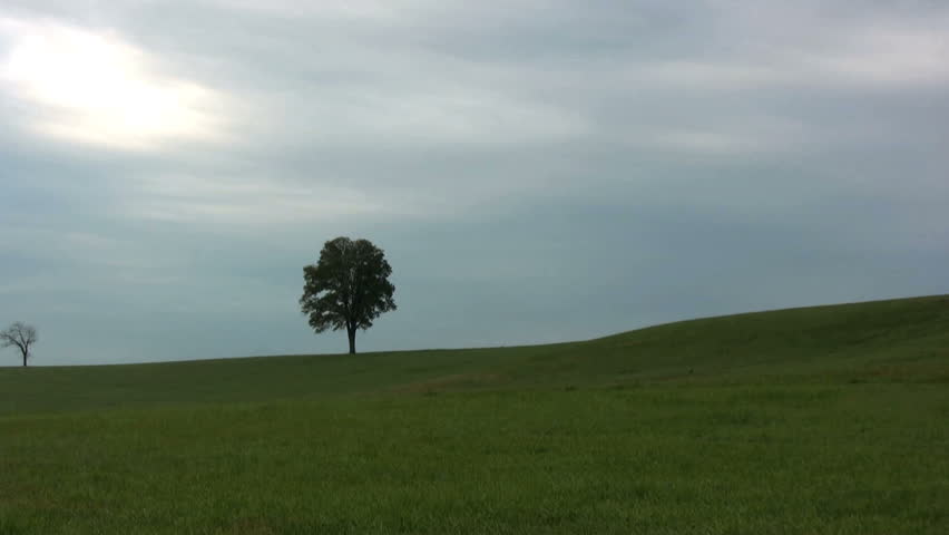 Open Grass Landscape with a Single Tree on it. Cloudy.