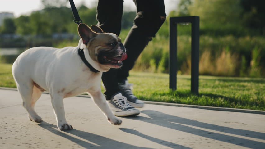 Close Up Shot of Young Man Walking with Her Mini Bull Terrier at City Park. Male Owner Using Leash for Controlling Her Adult Dog Outdoors. People and Dogs Friendship Concept | Shutterstock HD Video #1101869177