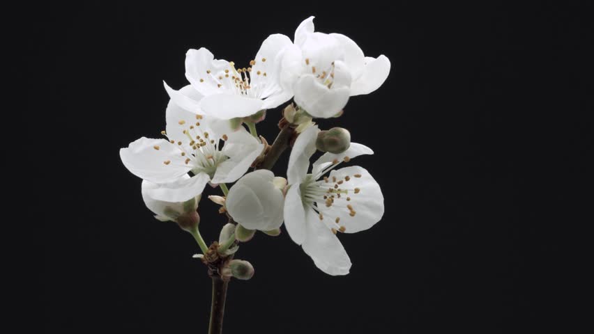 Spring flowers opening. Beautiful Spring Apricot tree blossom open timelapse, close up. Time lapse of Easter fresh pink blossoming cherry closeup. Blooming tree backdrop, on black background