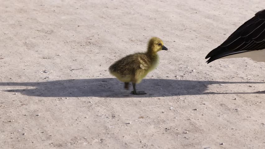 Close up of a beautiful yellow fluffy greylag goose baby gosling in spring, Anser anser is a species of large goose in the waterfowl family Anatidae