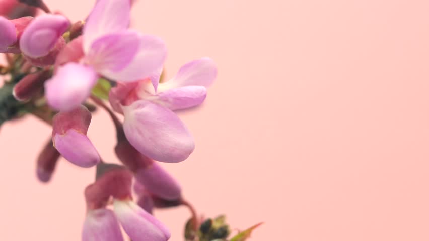 Pink Spring flowers blooming. Beautiful acacia tree blossom timelapse, extreme close up. Time lapse of Easter fresh pink blossoming acacia closeup. Blooming backdrop  Royalty-Free Stock Footage #1101871077