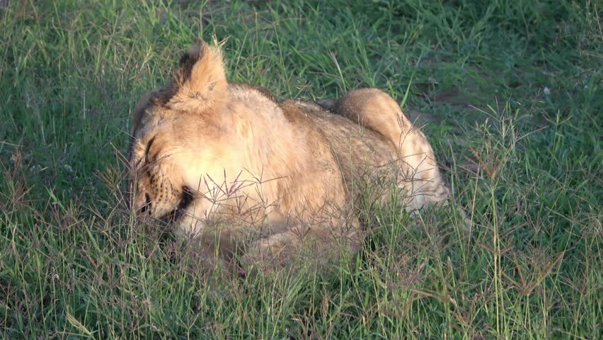 Impressive wild lions in the wilds of Africa in Masai Mara. | Shutterstock HD Video #1101872067