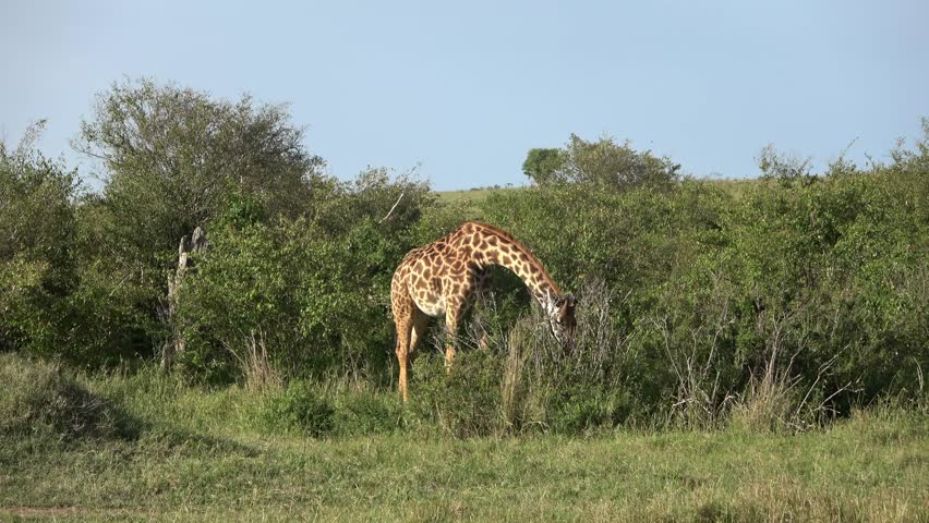 Beautiful giraffe in the wild nature of Africa. | Shutterstock HD Video #1101872069