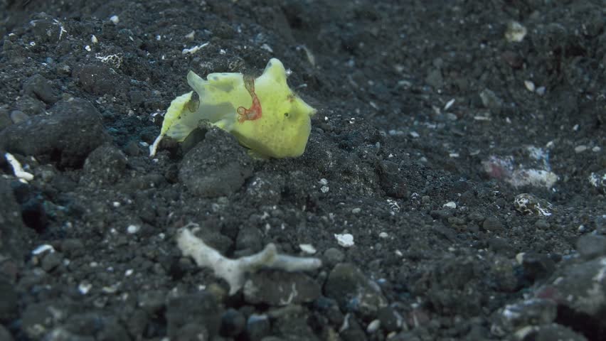 Yellow frog fish walks on the stony seabed. 
Warty Frogfish (Antennarius maculatus). ID: skin is covered with wart-like protuberances. Often with red margins on fins and saddle in front of dorsal fin.