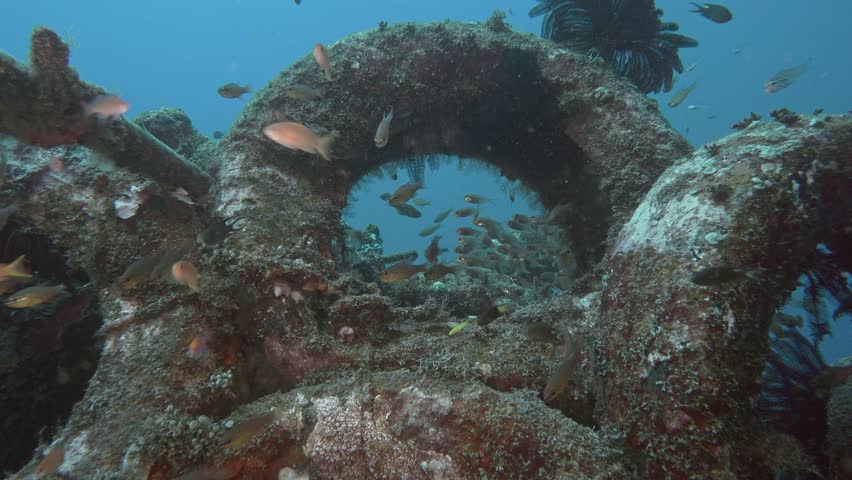 Recessed car tires from which have created an artificial underwater reef in which a variety of marine flora and fauna lives.	Indonesia. Bali island. | Shutterstock HD Video #1101873895