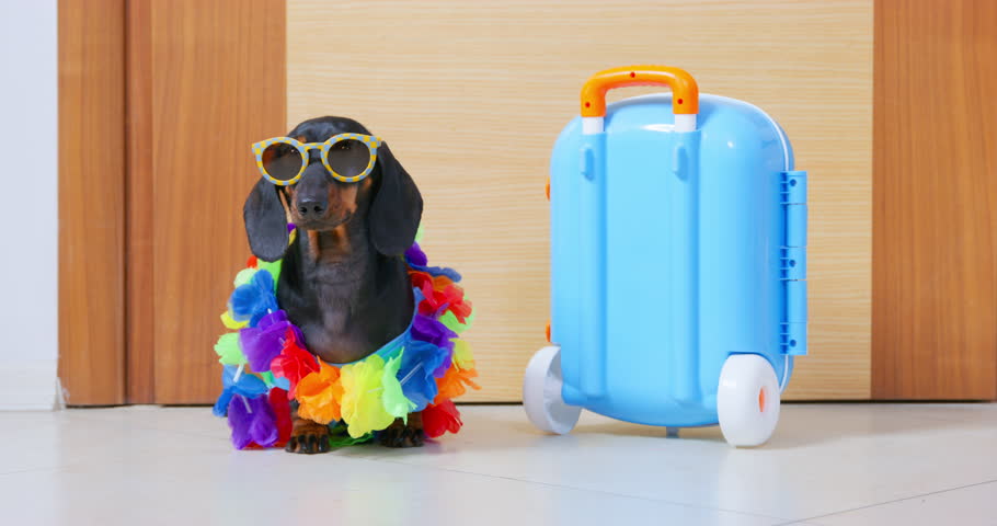 Dog in sunglasses Hawaiian beads sits at door suitcase is nervous waiting taxi. Puppy luggage bright summer clothes is going vacation trip. Pet passenger bright adventure. Travel transporting animals | Shutterstock HD Video #1101875337