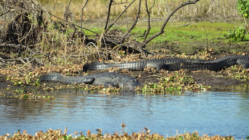 American alligators enjoying the heat from the sun on the bank of the lake in Florida