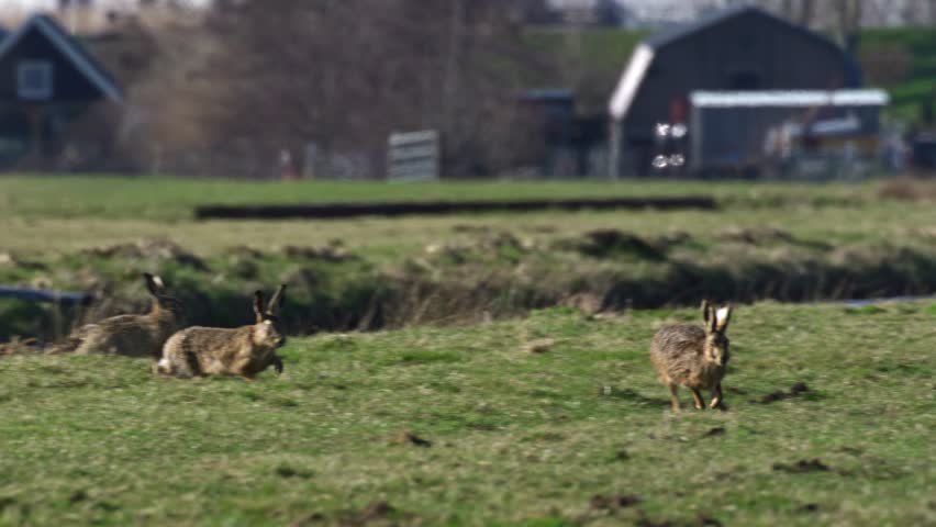A tracking shot of two European hares running in the wild. Its scientific name is "Lepus Europaeus". Another one joins the chase. Royalty-Free Stock Footage #1101876161