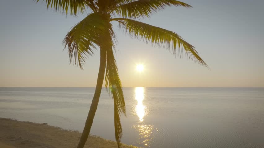 Aerial shot of palm trees and ocean at dawn in Key West Florida.