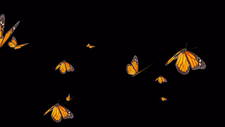 Fliegende Schmetterlinge Hintergrund - Kostenlose HD-Clips