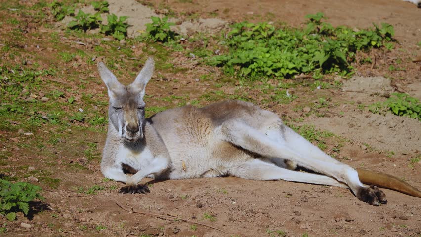 red kangaroo bask in the sun and relax