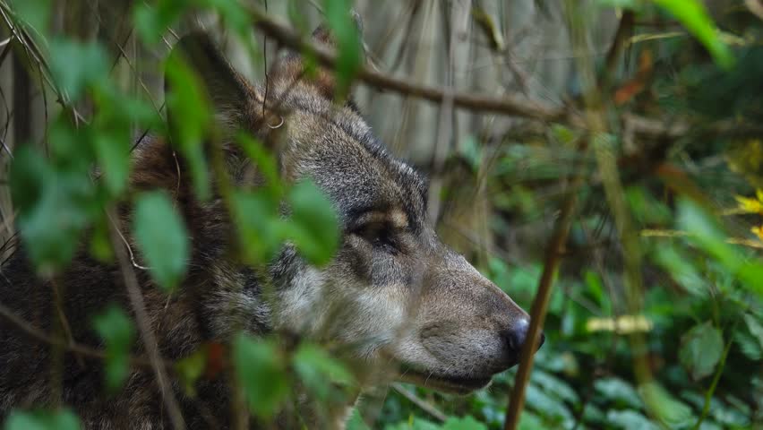 Gray Wolf hiding in the bushes looks in different directions Royalty-Free Stock Footage #1101880175