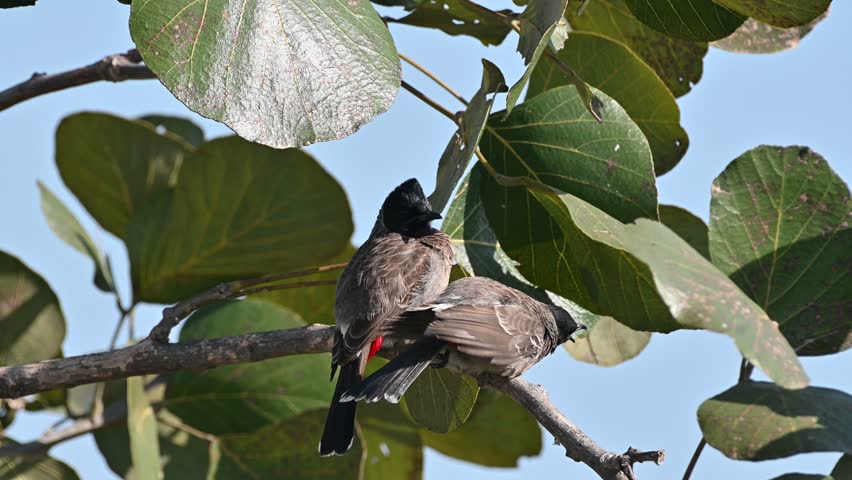 Red vented bulbul in pair ,enjoying mating season.female with broken leg.love is blind.