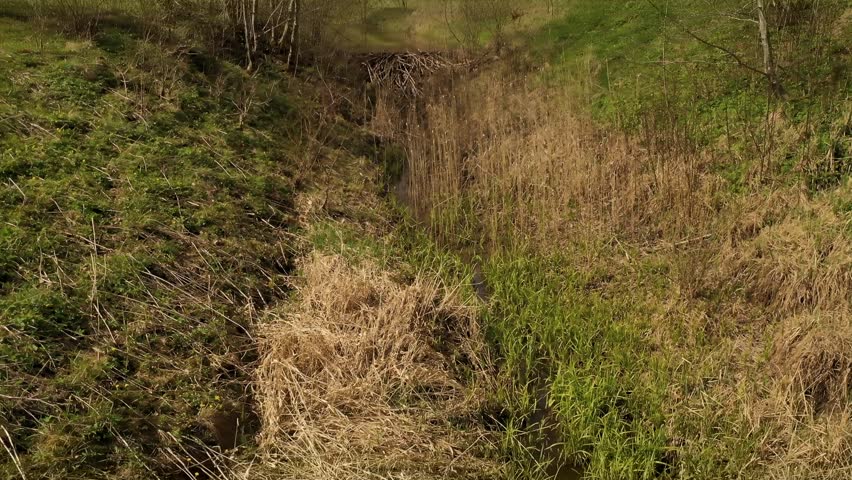 Drone footage of beaver dam on a small river in a rural landscape during spring day. 