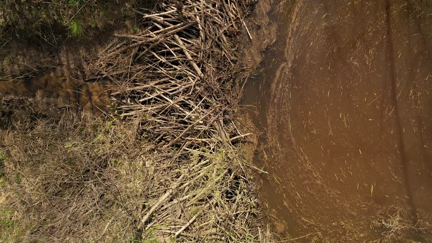 Drone footage of beaver dam on a small river in a rural landscape during spring day. Directly above