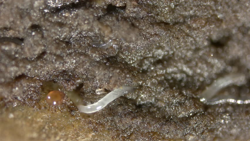 Worm Enchytraeus sp., soil mites family Acaridae and Oribatida under a microscope. In the video, ticks move through moist soil in which worms hide Royalty-Free Stock Footage #1101883551
