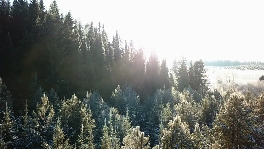 Top view of beautiful coniferous forest with bright sunlight in winter. Clip. Picturesque view of winter fir trees with warm sunlight. Winter forest on sunny day | Shutterstock HD Video #1101885179