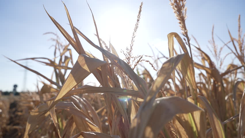 Hot sun over a dried corn field, Germany, Summer 2022 | Shutterstock HD Video #1101886635
