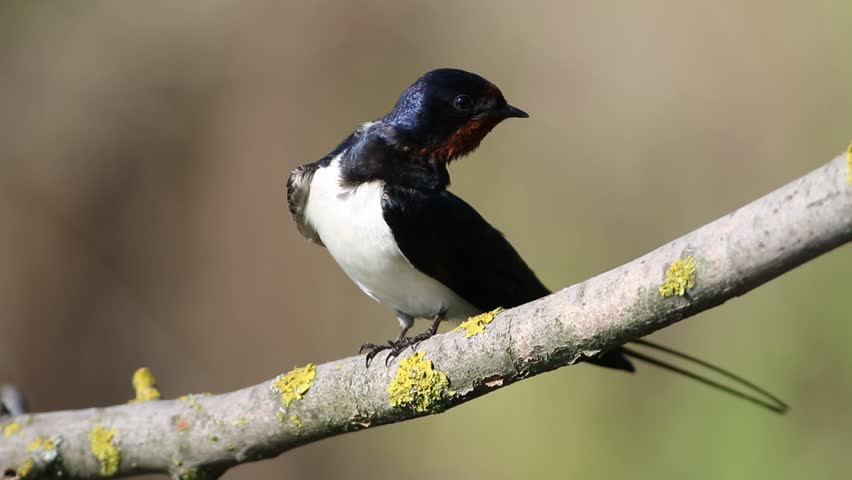 Barn swallow, Hirundo rustica. A bird sits on a branch, brushing its feathers