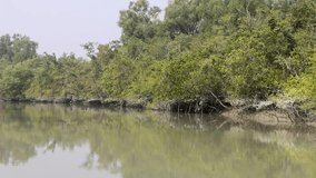 high resolution 4K (without editing) footage of Sundarbans National Park.this video was taken from Sundarbans,Bangladesh.