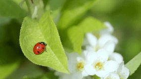 Beautiful ladybug on a leaf, close up