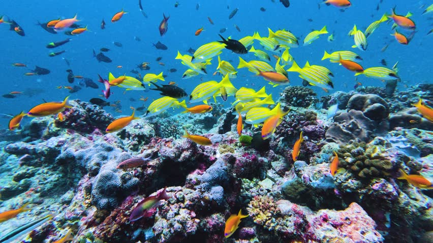 Schools of colorful fish swimming near coral formation in the deep blue ocean. Royalty-Free Stock Footage #1101891771