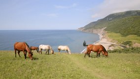 Wild Horses Roaming Free in Pollett's Cove, Cape Breton, Against a Breathtaking Backdrop of Mountains and Sea