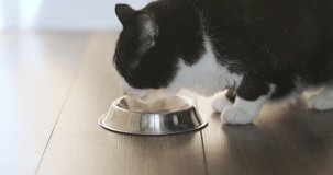 Cat eat food from metal bowl indoor, close up. Fluffy black white hungry cat eating dry food. Home animal care. Feline kitten feeding. Fur kitty eating indoors, at light room, house. Healthy appetite