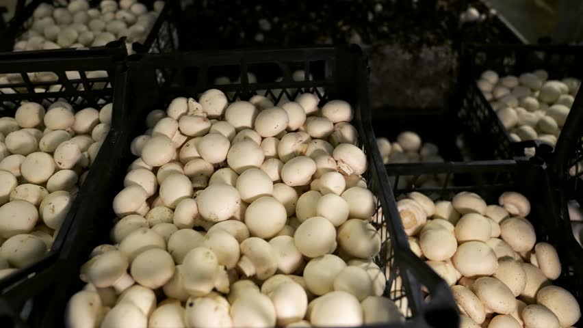 Mushroom farm, industrial cultivation of white champignons Boxes with harvest. Mushrooms ready for transportation and sale | Shutterstock HD Video #1101896185