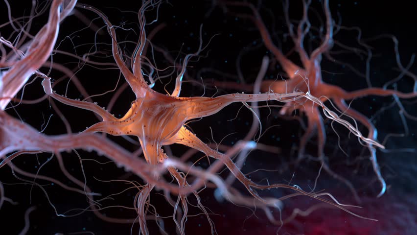 Neurons also known as neurones or nerve cells.The neurons transmit information between different parts of the brain and between the brain and the rest of the nervous system. 3d animation.  Royalty-Free Stock Footage #1101903691