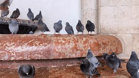 Pigeons at the station near the wall of the building beg for food. Video with street birds