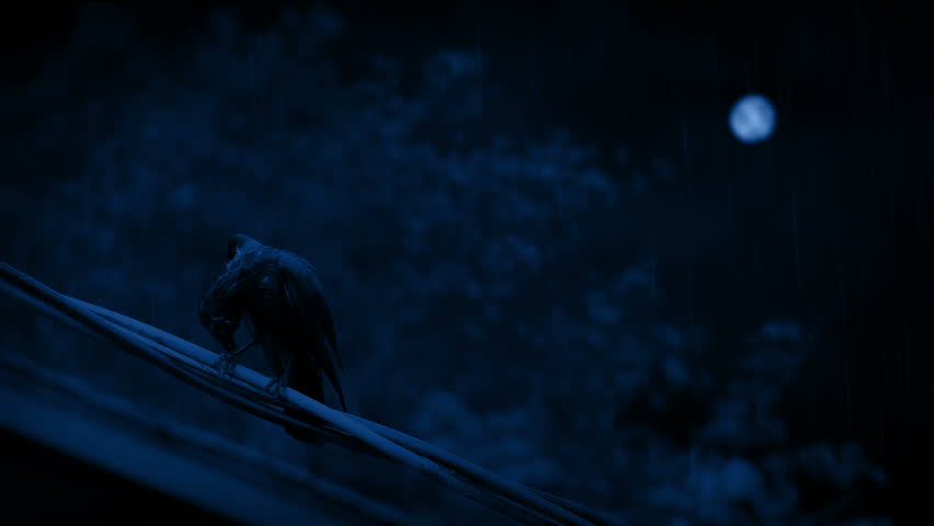 Raining On Bird Perched On Wire In The Moonlight Royalty-Free Stock Footage #1101905043
